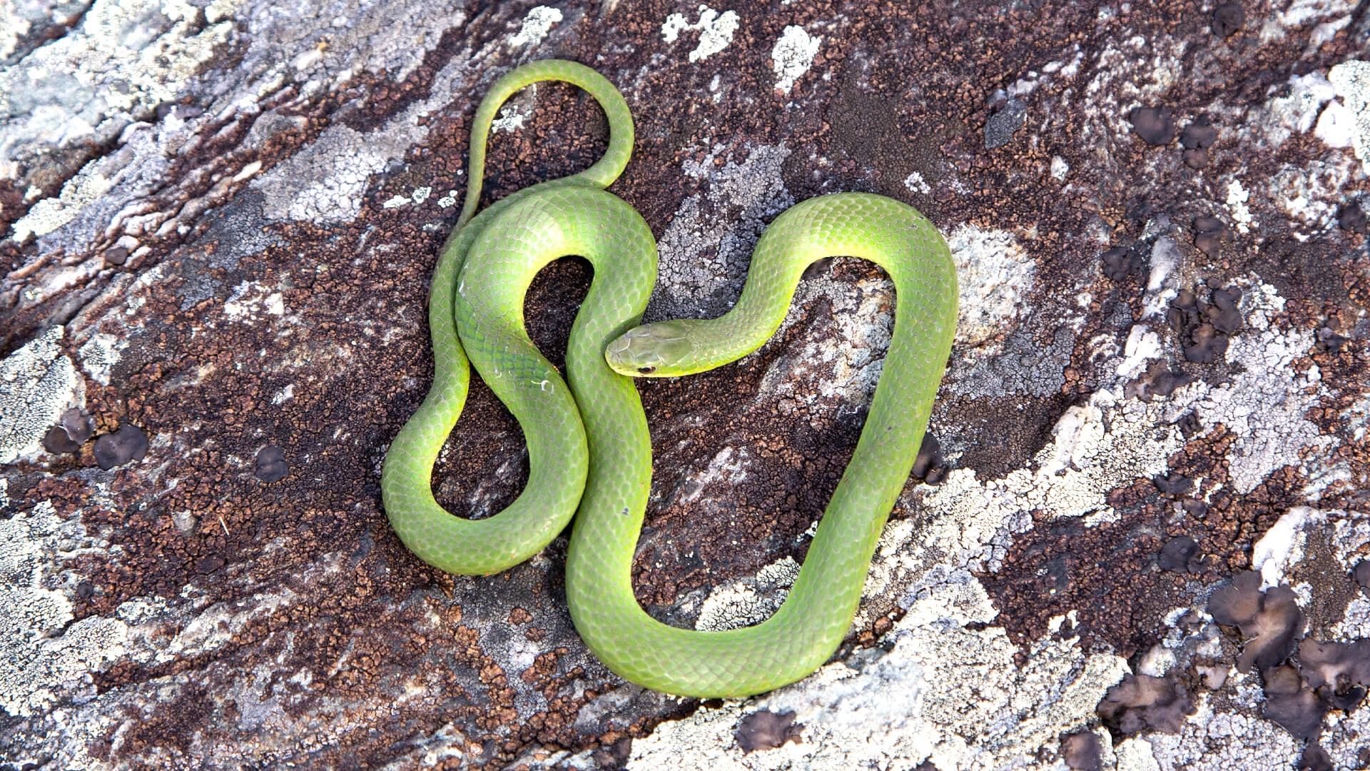 Smooth Green Snake