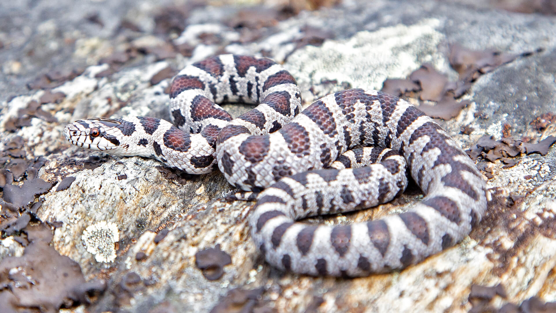 Eastern Milk Snake