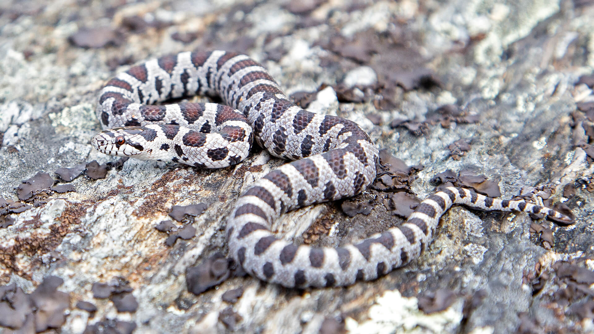 Eastern Milk Snake