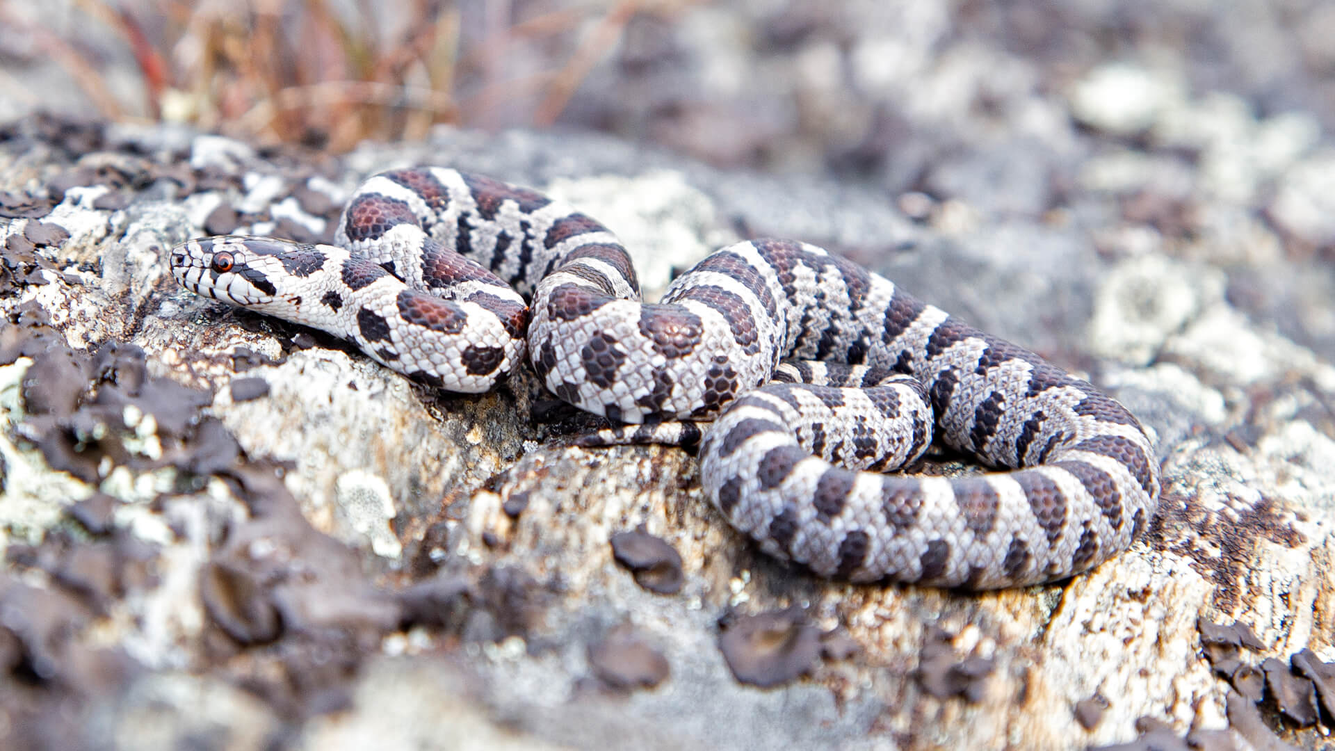 Eastern Milk Snake
