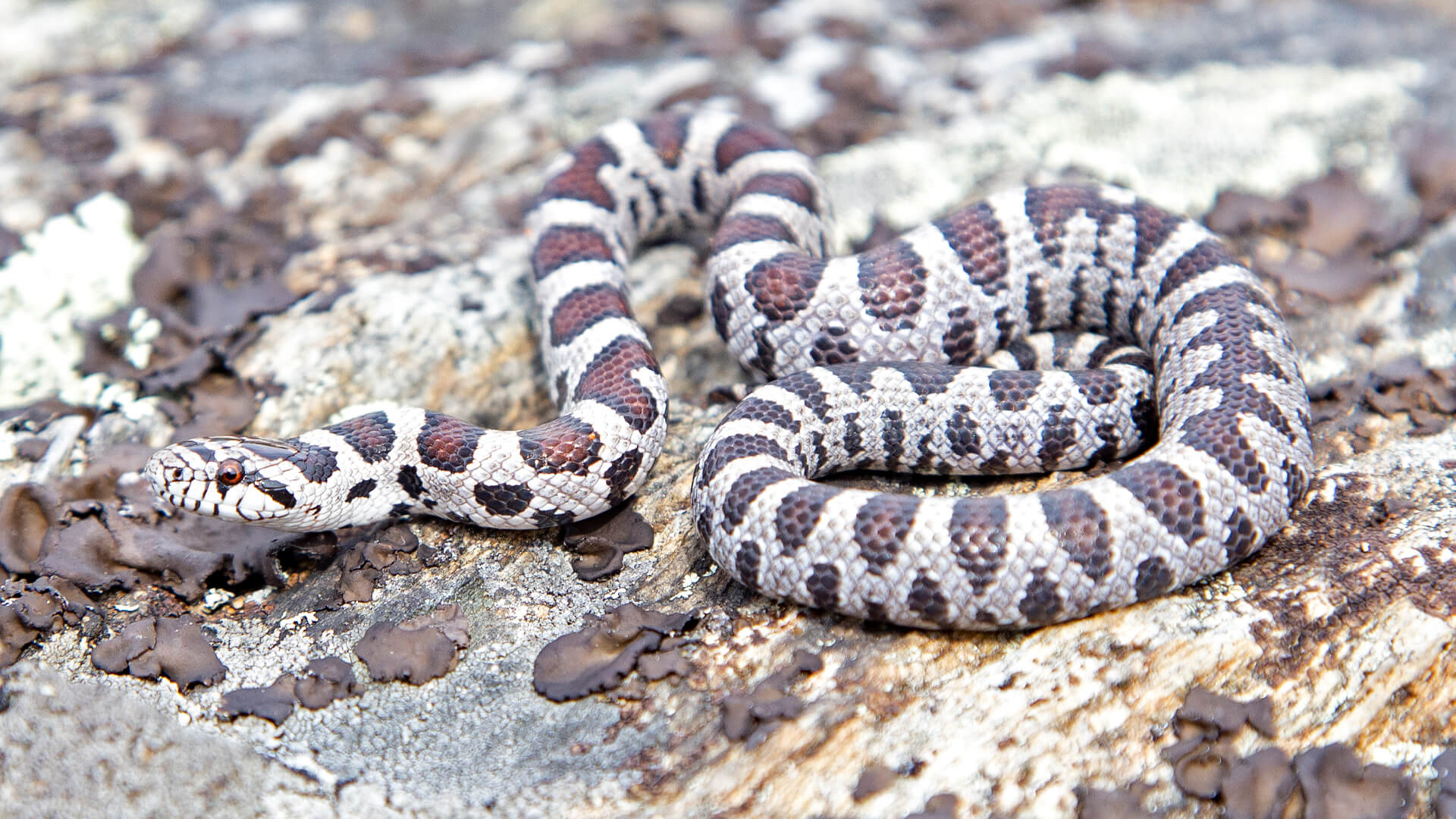 Eastern Milk Snake