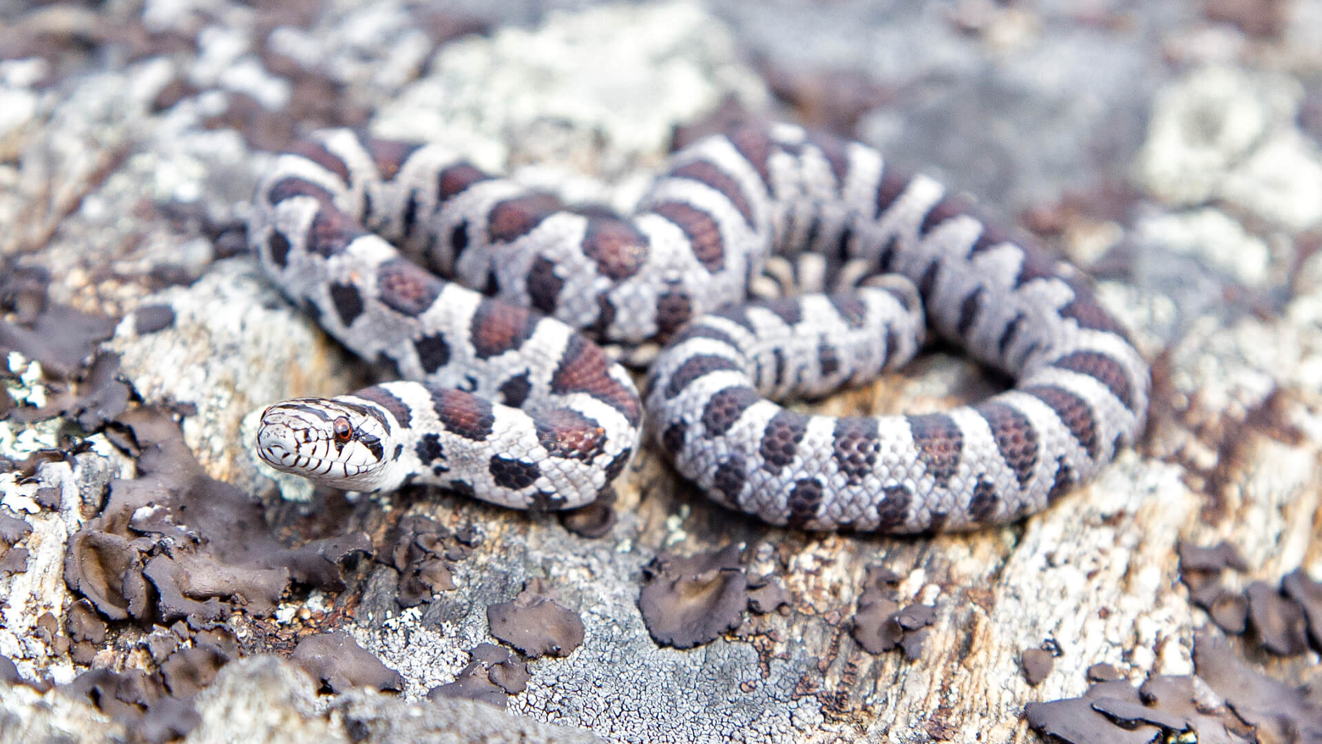 Eastern Milk Snake
