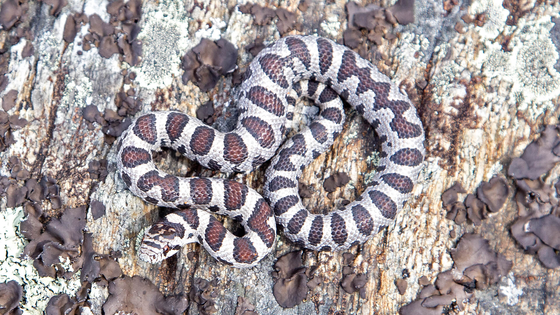 Eastern Milk Snake