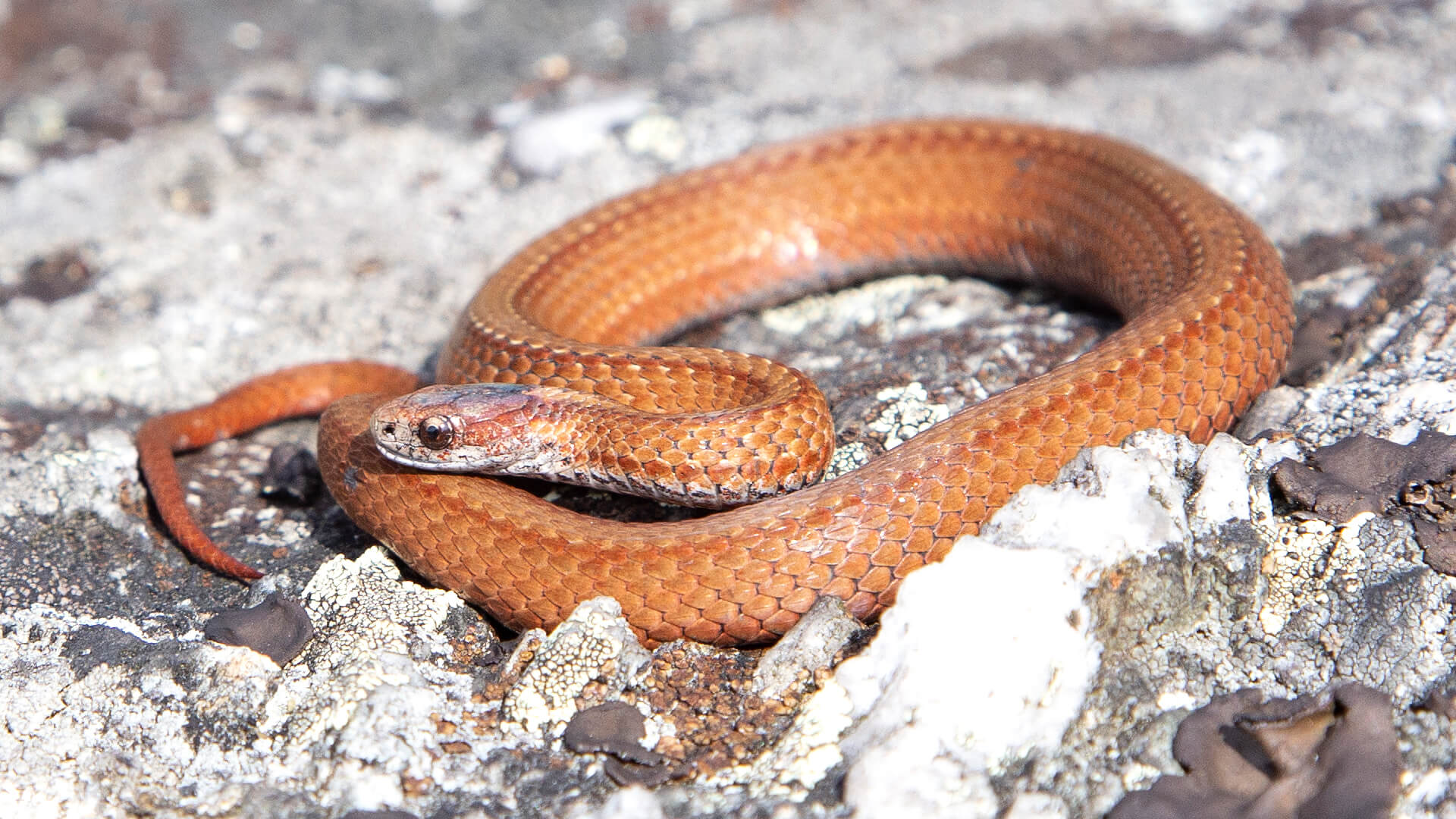 Northern Redbelly Snake