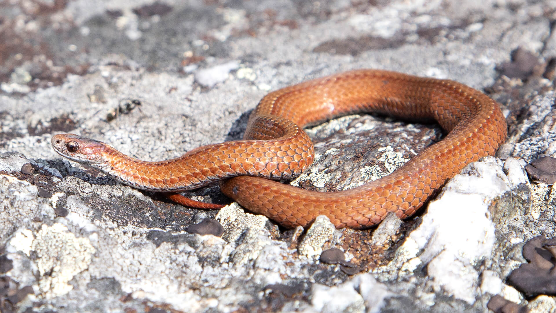 Northern Redbelly Snake