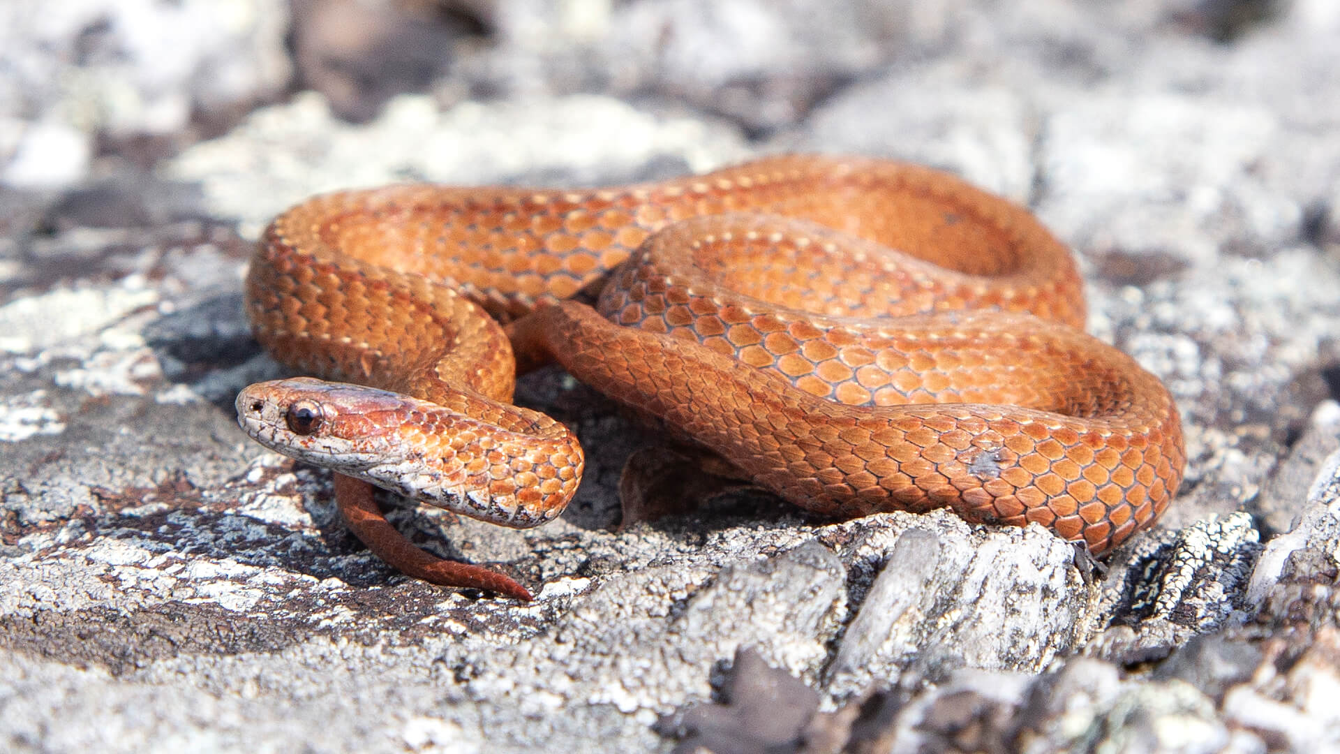 Northern Redbelly Snake