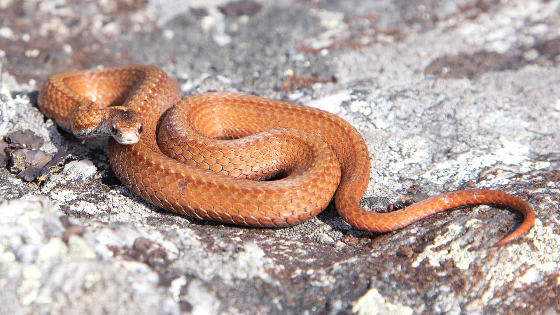 Northern Redbelly Snake