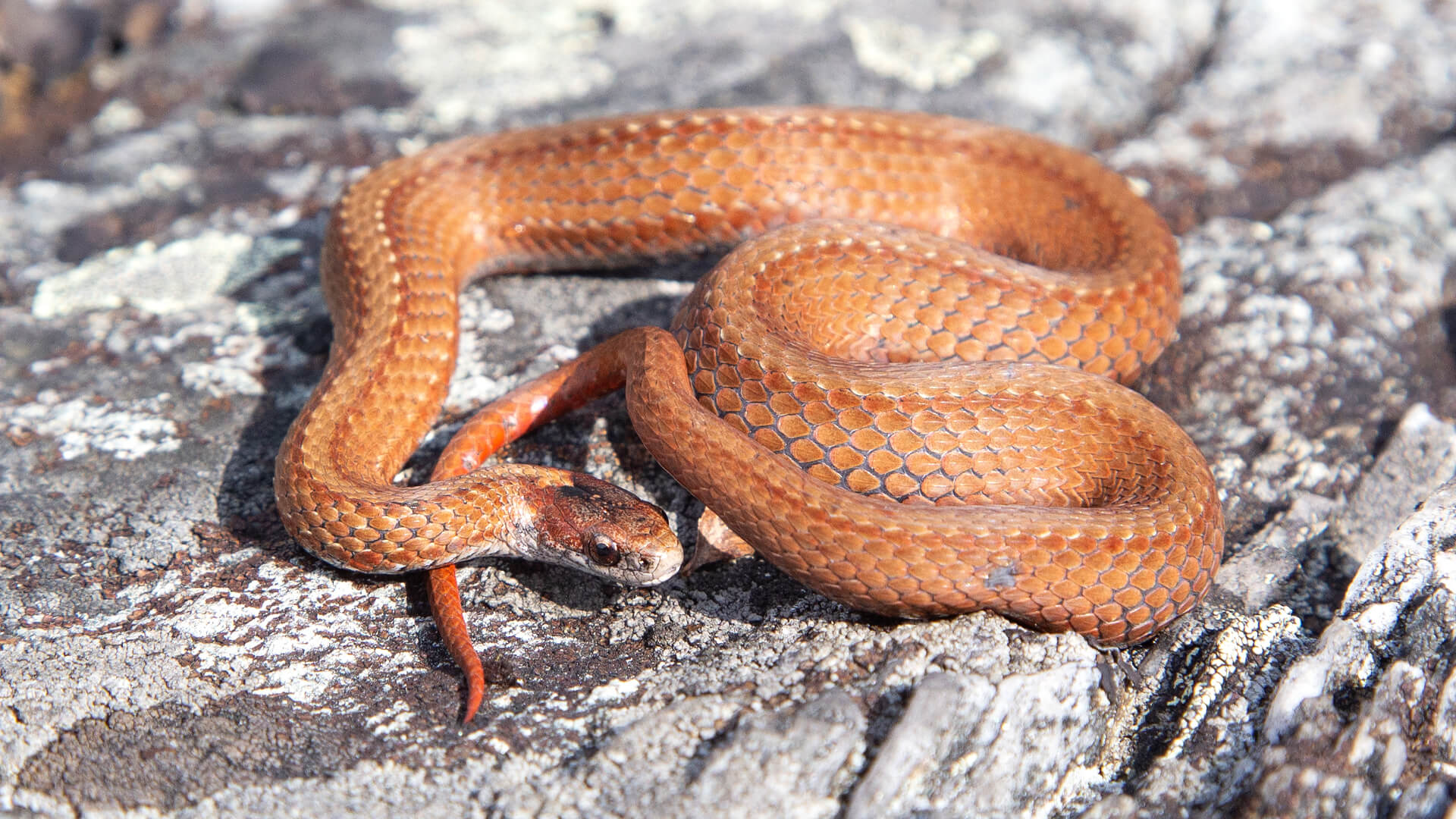 Northern Redbelly Snake