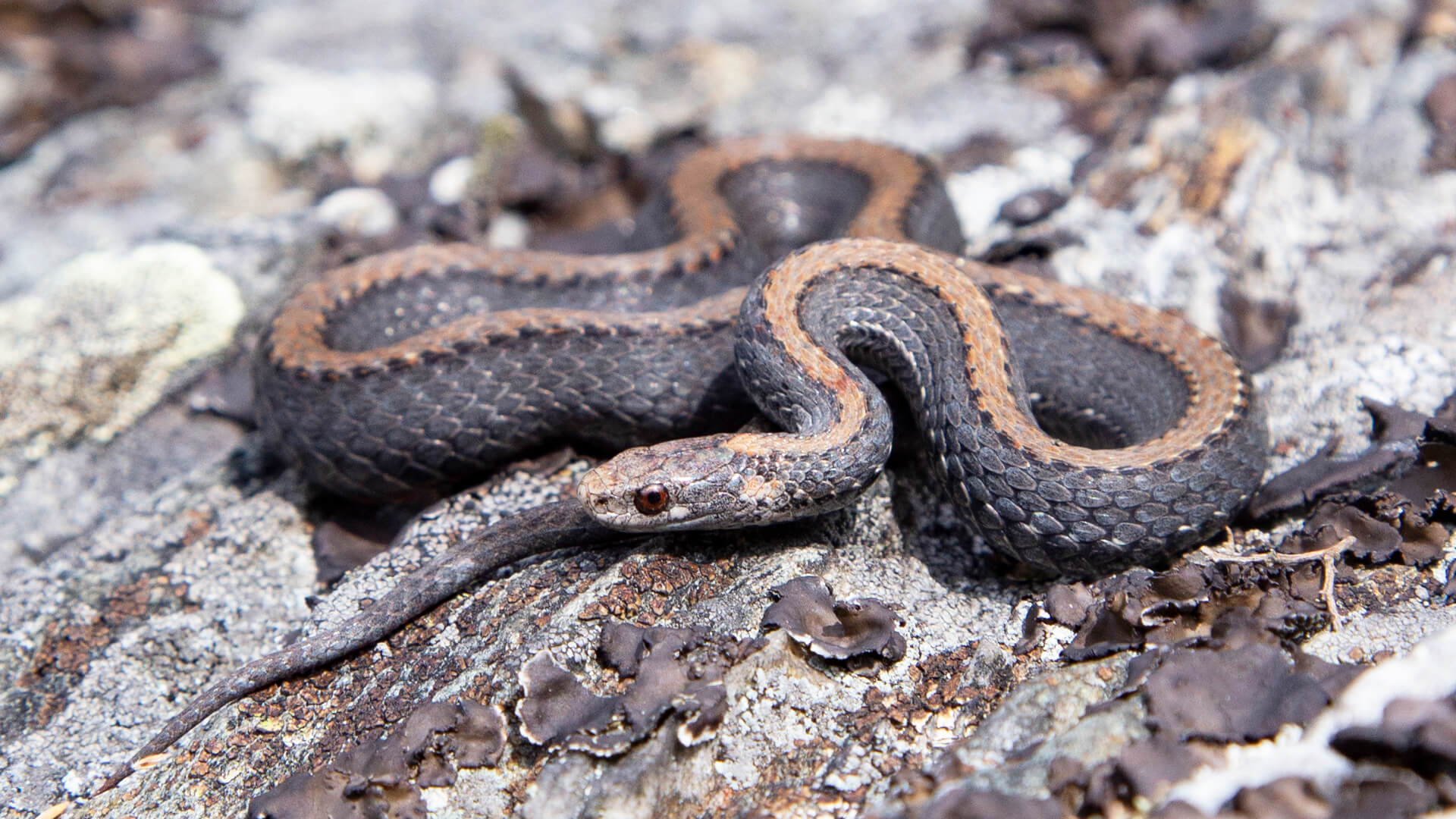 Northern Redbelly Snake
