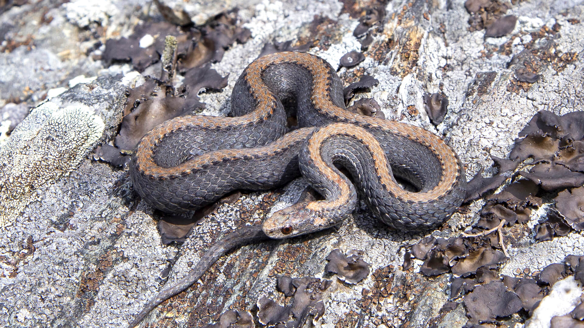 Northern Redbelly Snake
