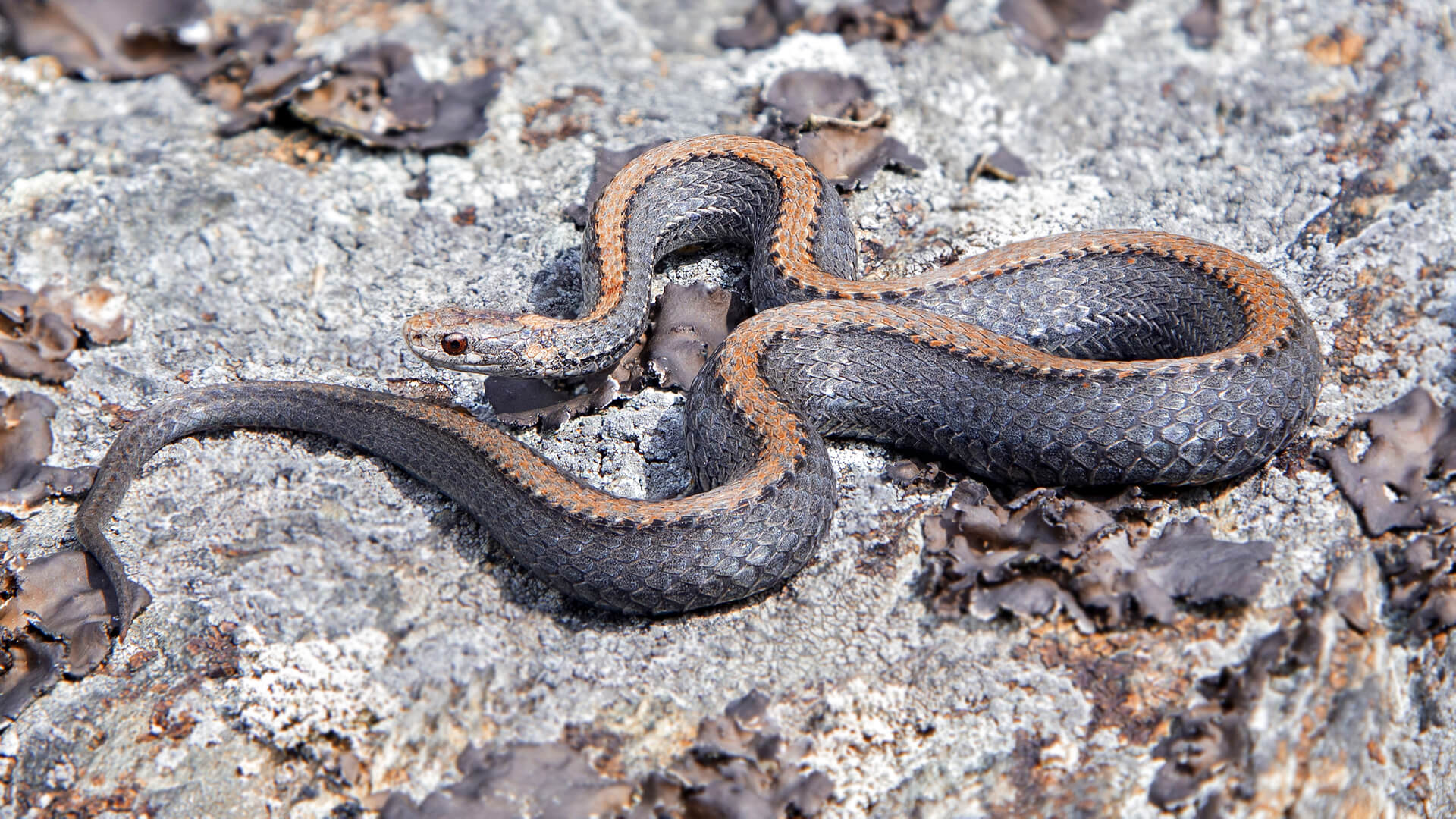 Northern Redbelly Snake