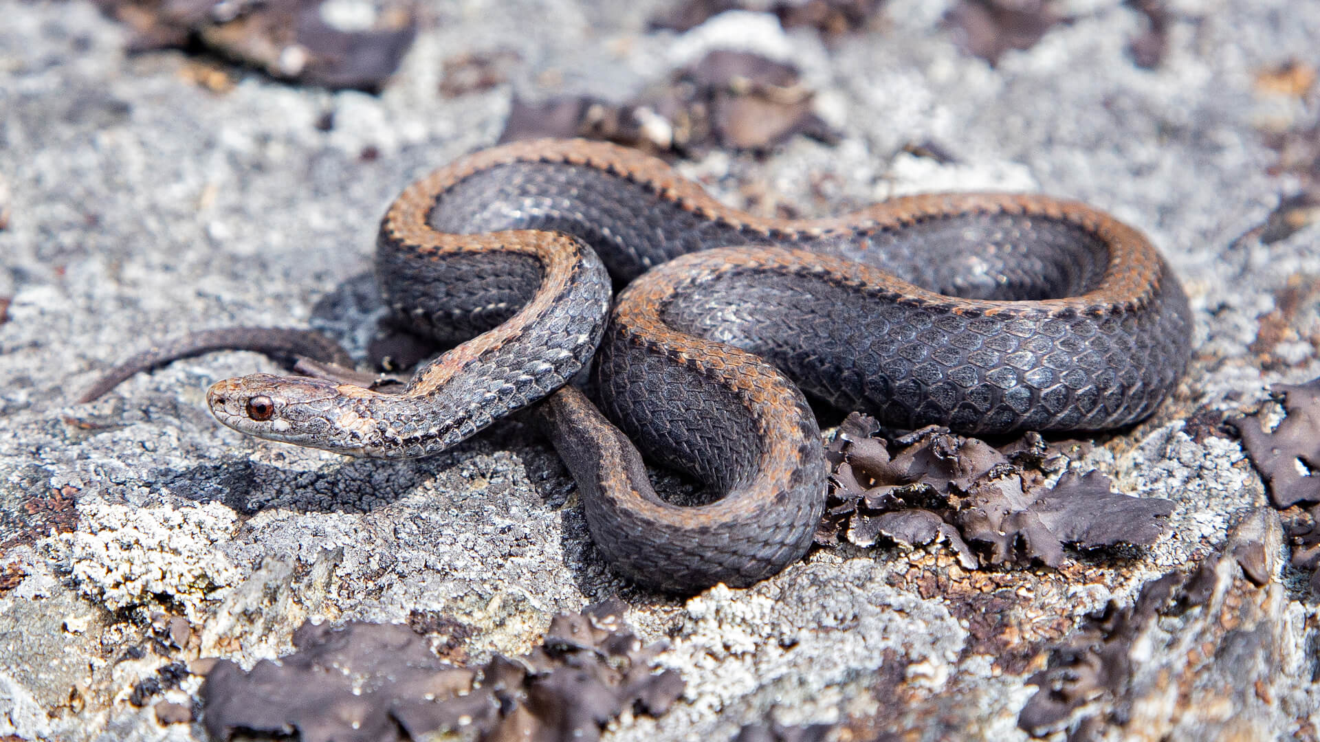 Northern Redbelly Snake