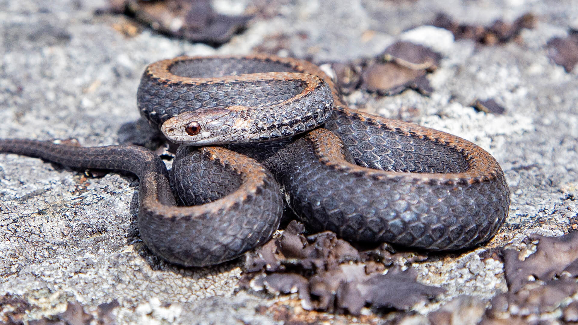 Northern Redbelly Snake
