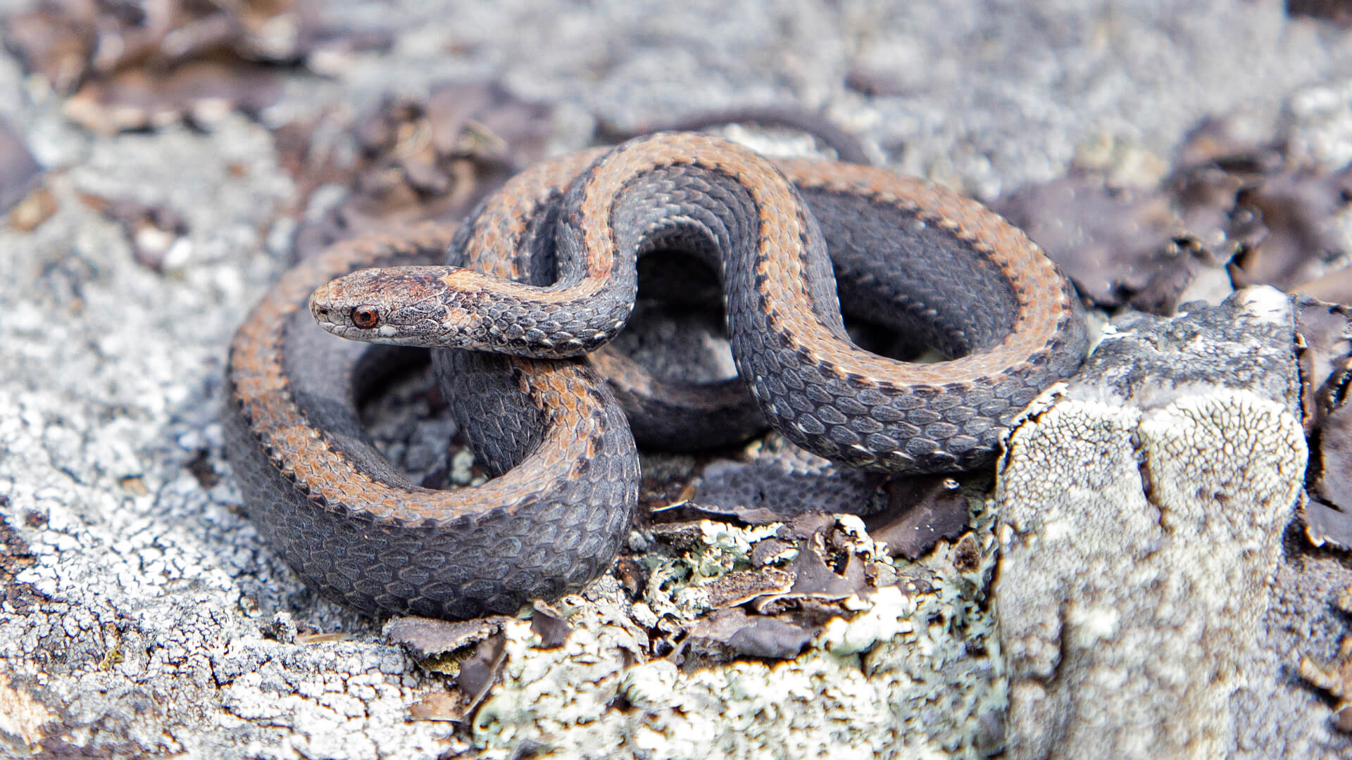 Northern Redbelly Snake
