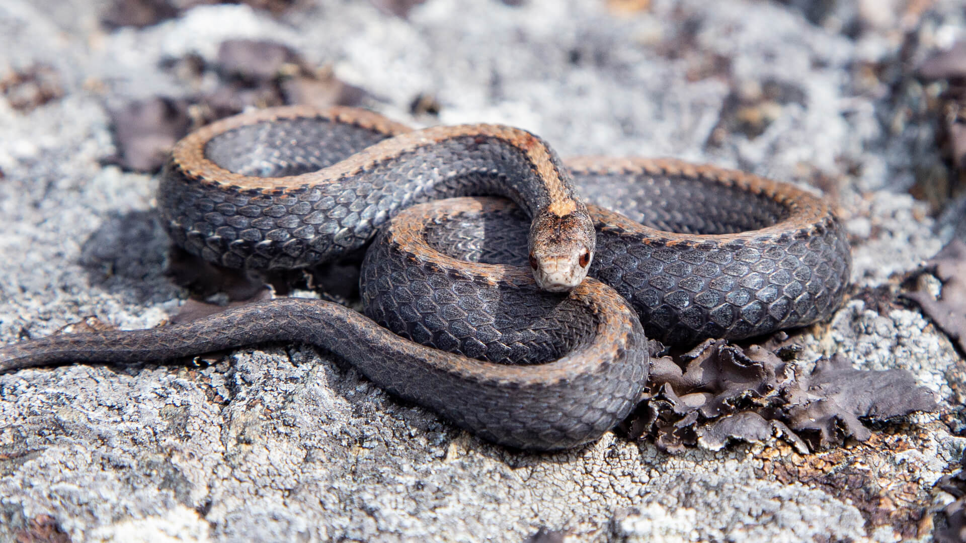 Northern Redbelly Snake