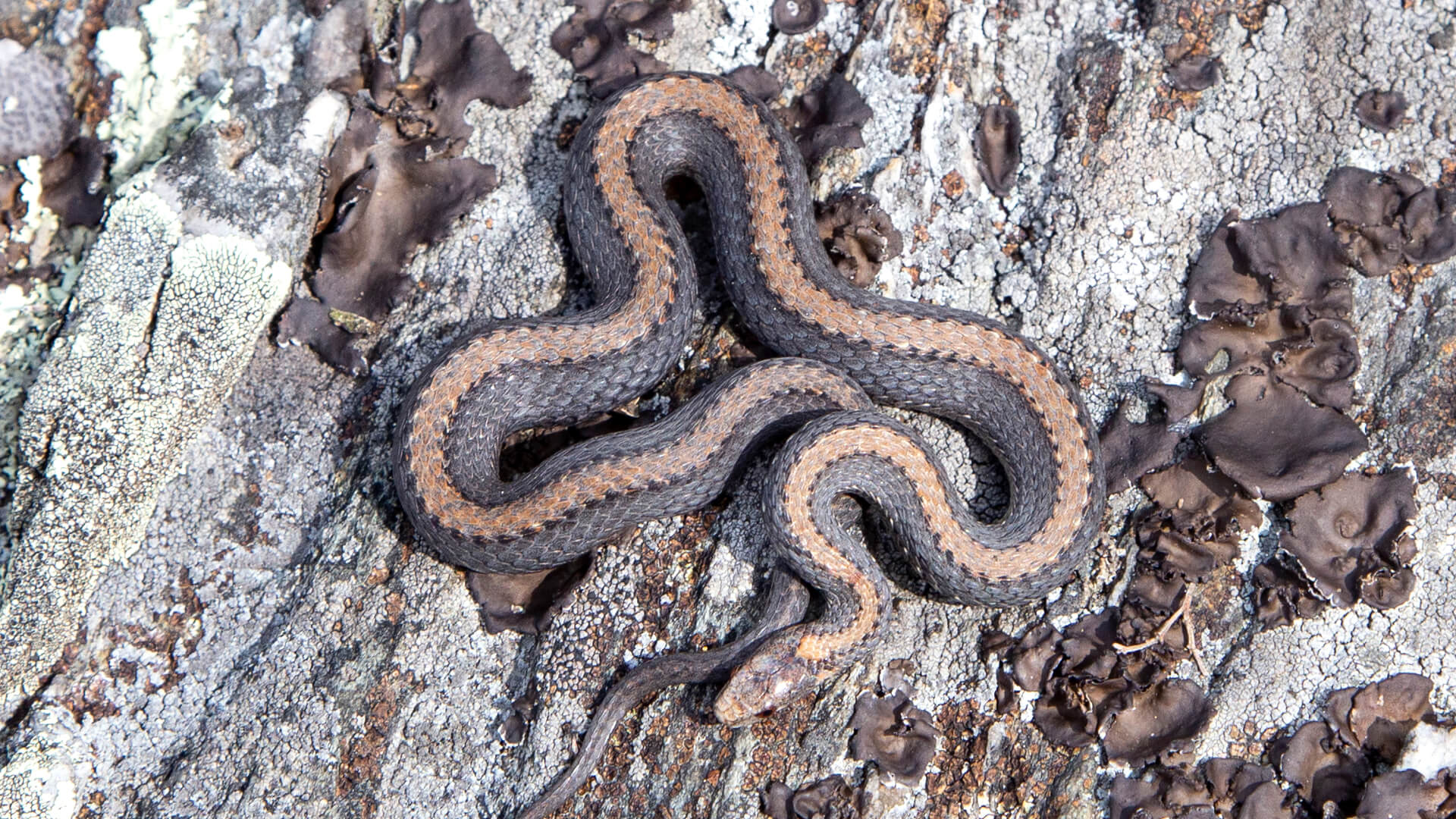 Northern Redbelly Snake