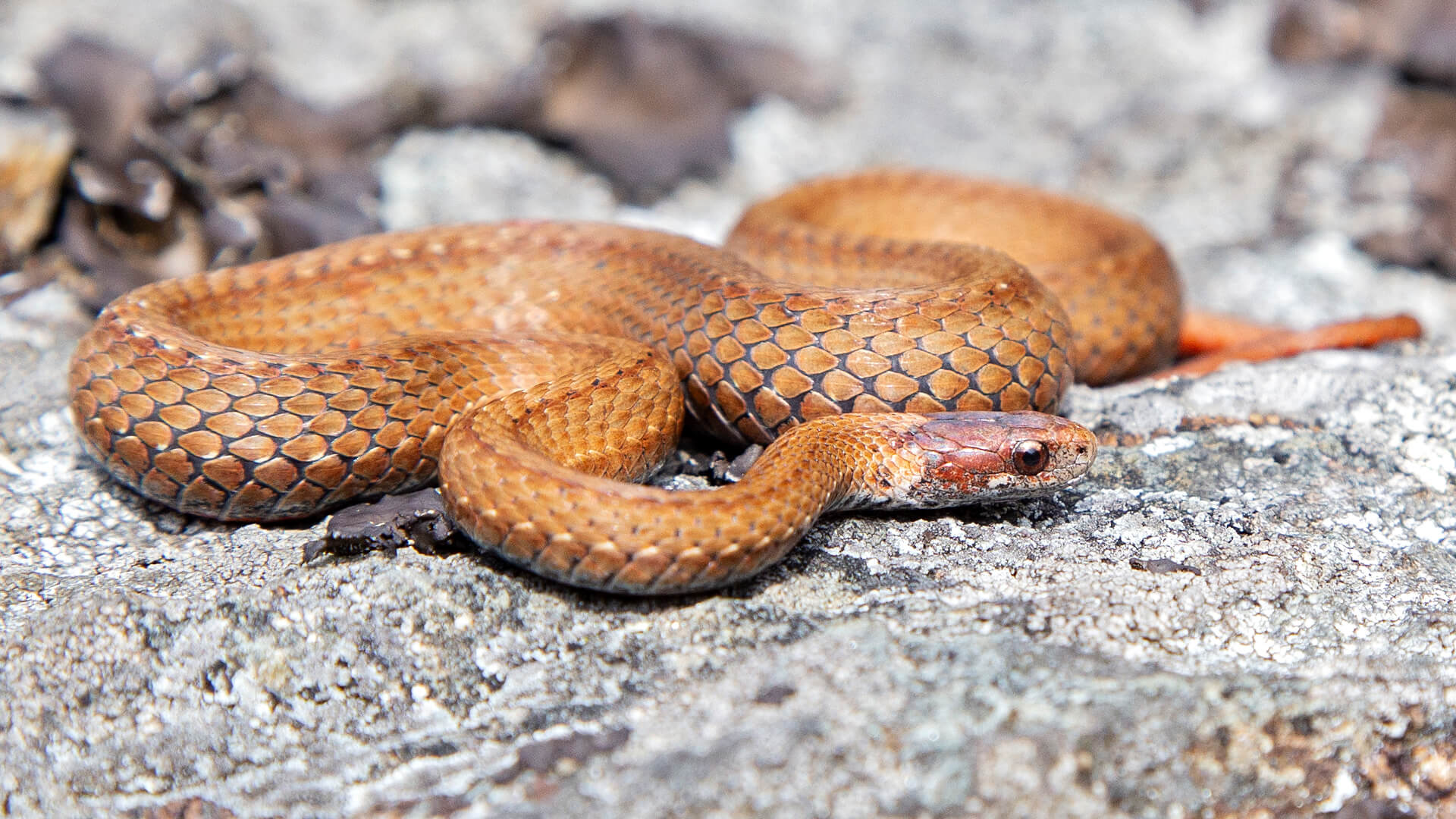 Northern Redbelly Snake