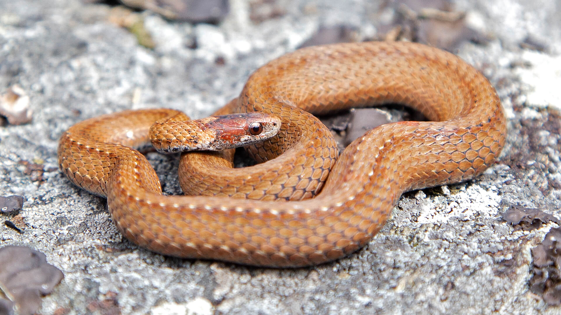 Northern Redbelly Snake