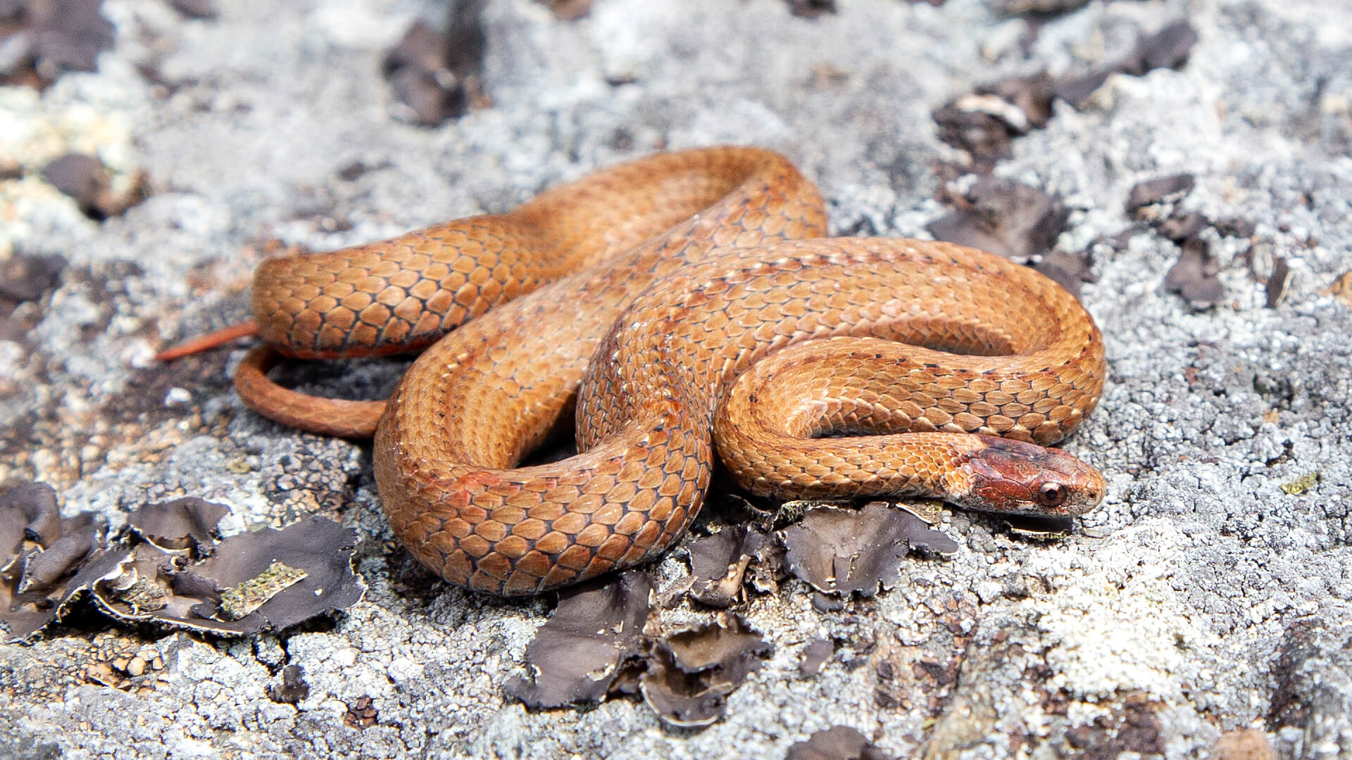 Northern Redbelly Snake