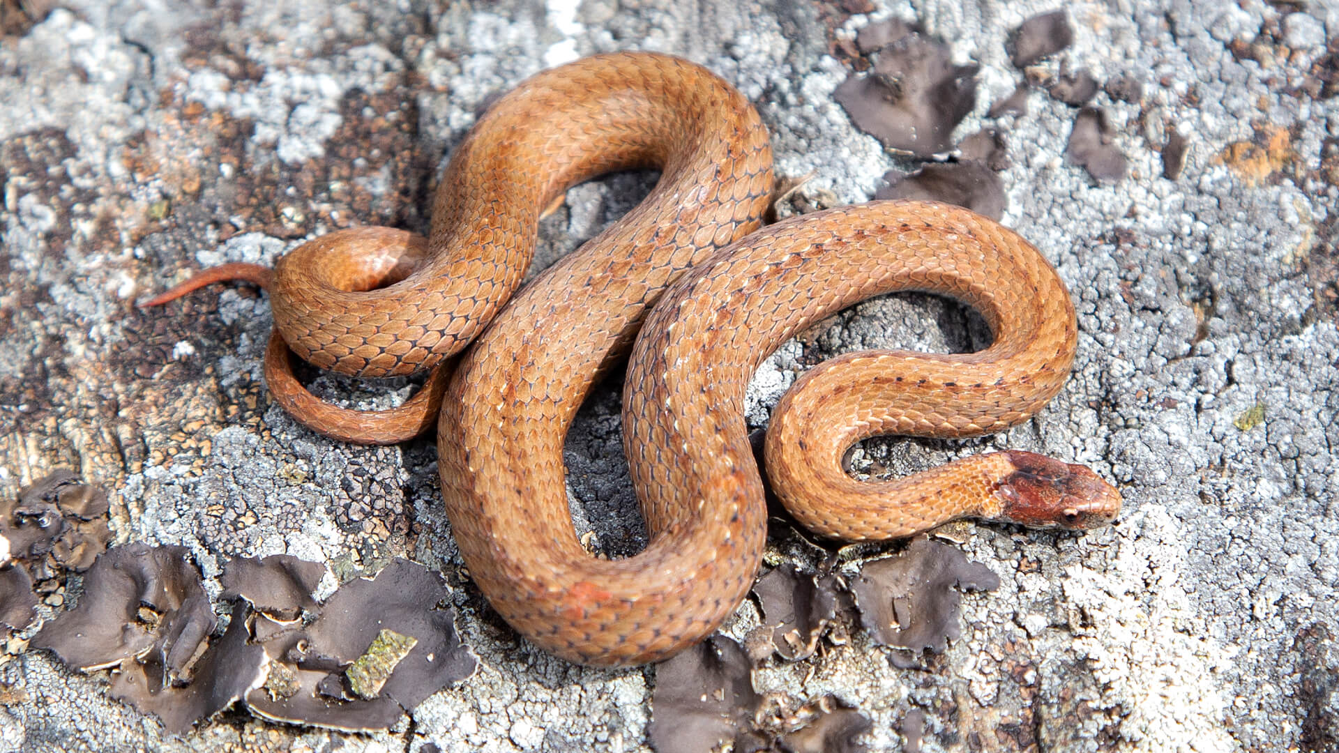 Northern Redbelly Snake