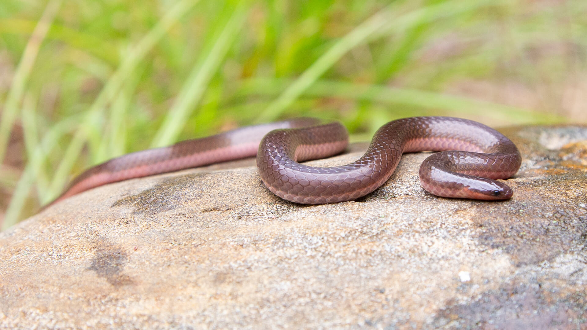 Eastern Worm Snake