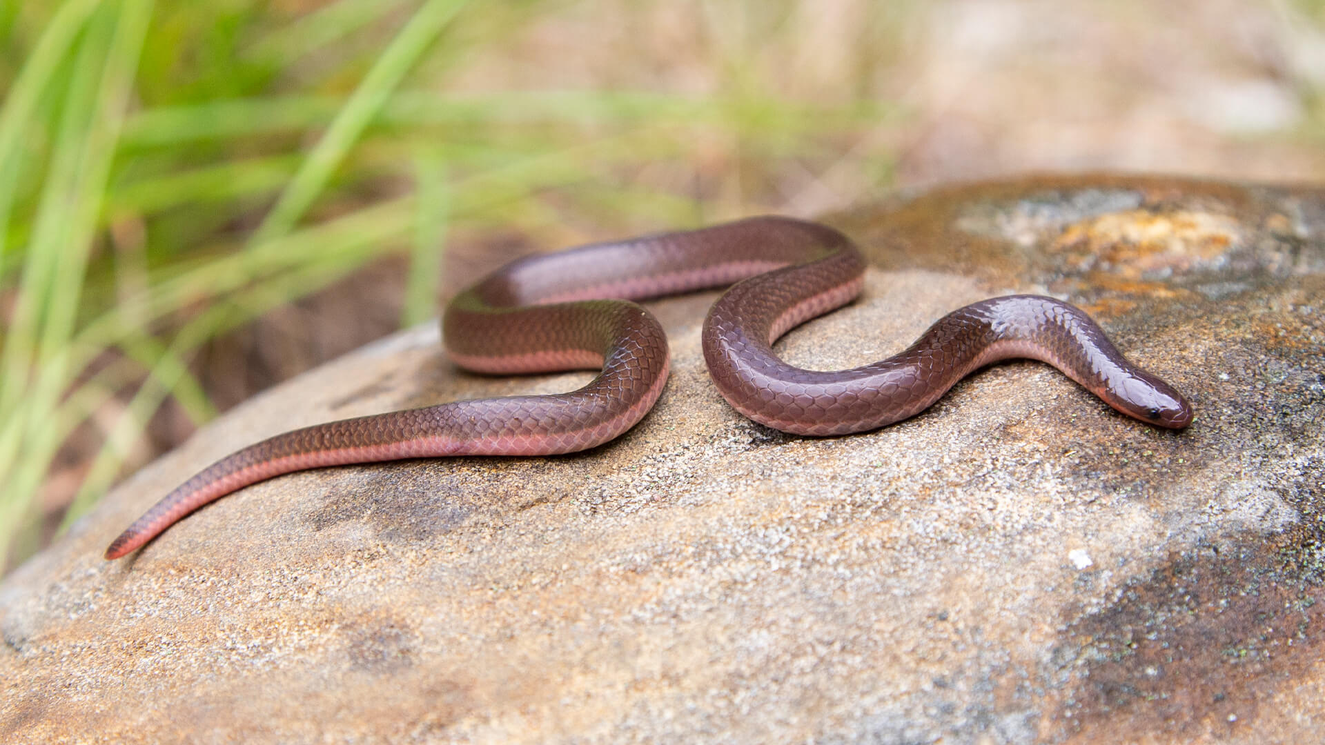 Eastern Worm Snake