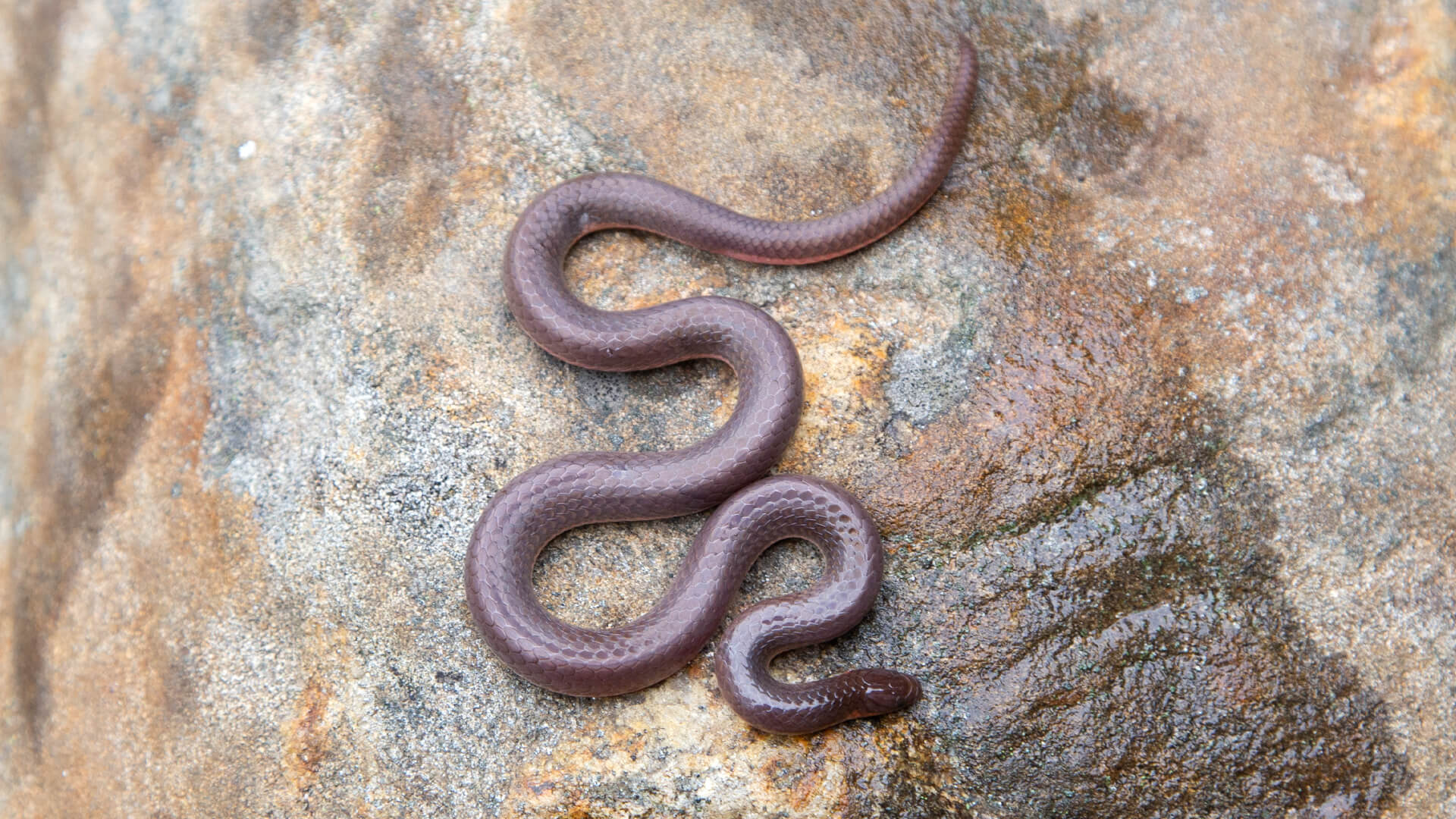 Eastern Worm Snake
