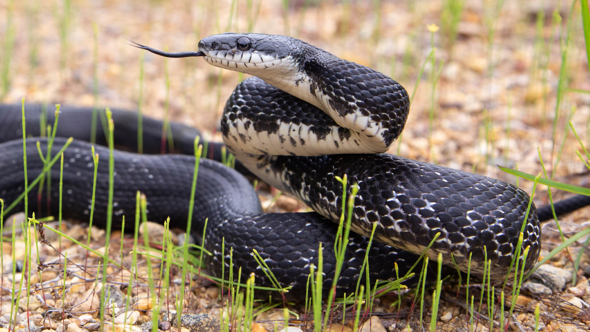 Eastern Rat Snake
