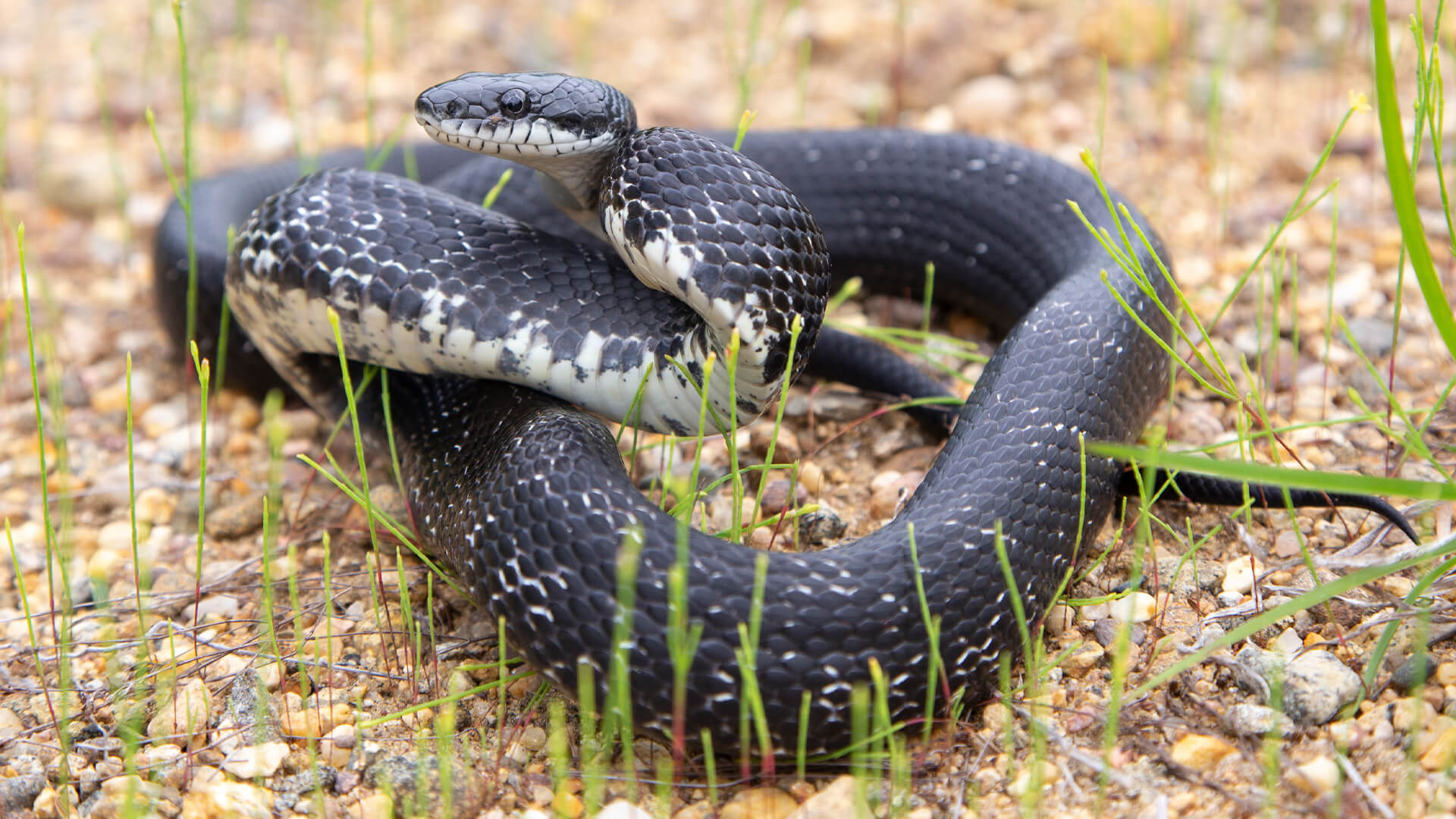 Eastern Rat Snake
