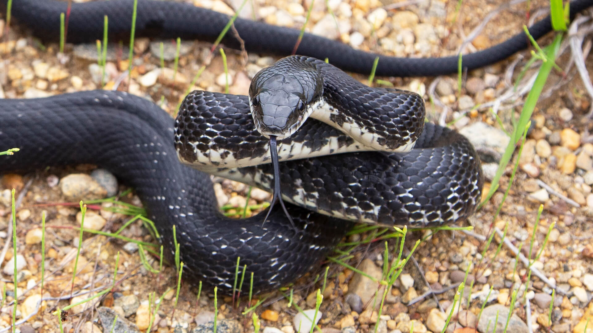 Eastern Rat Snake