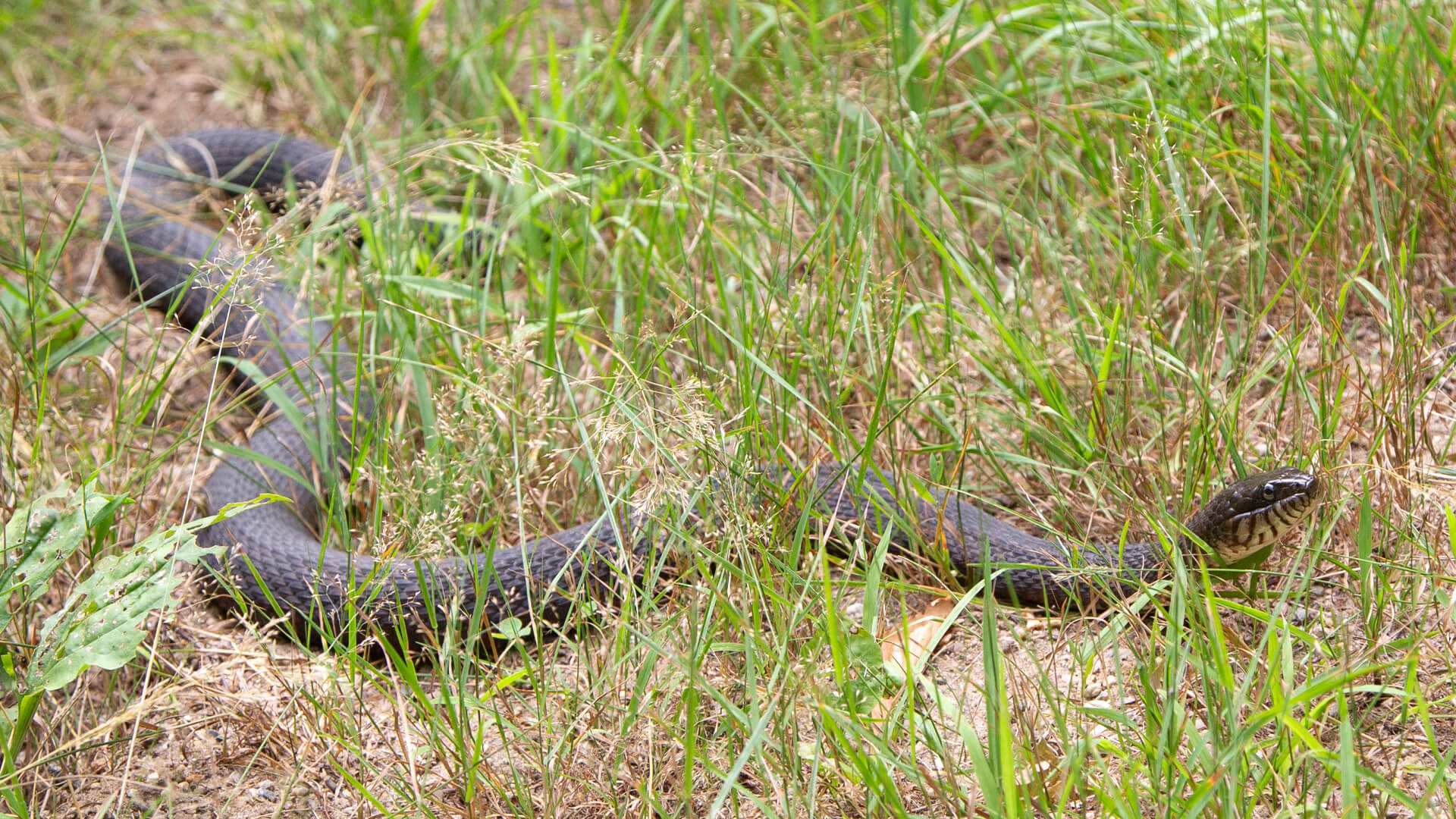 Northern Water Snake