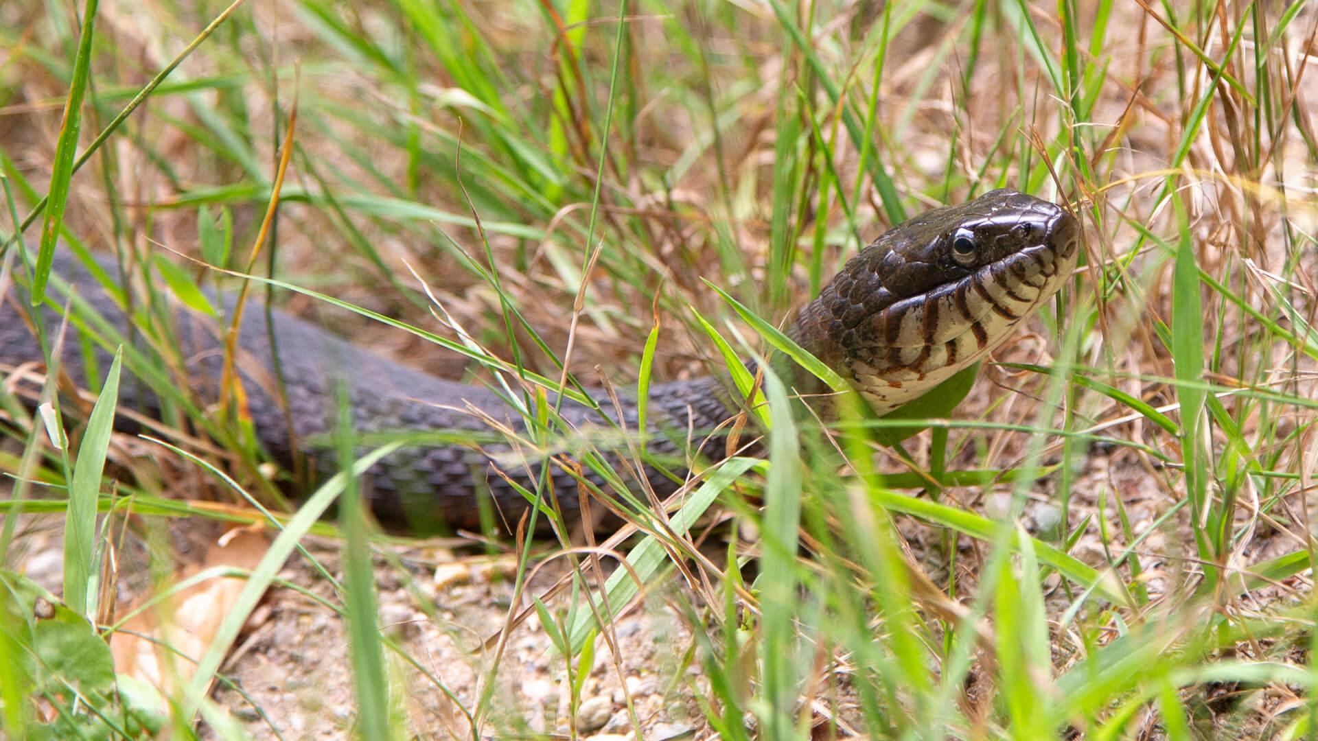 Northern Water Snake