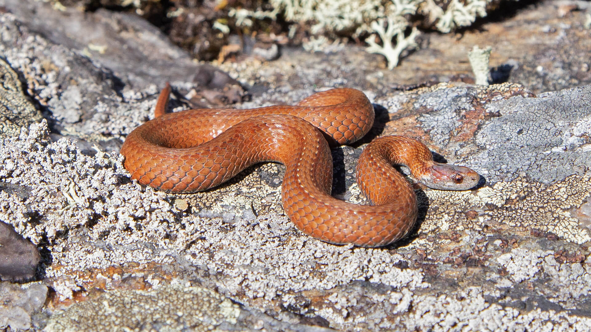Northern Redbelly Snake