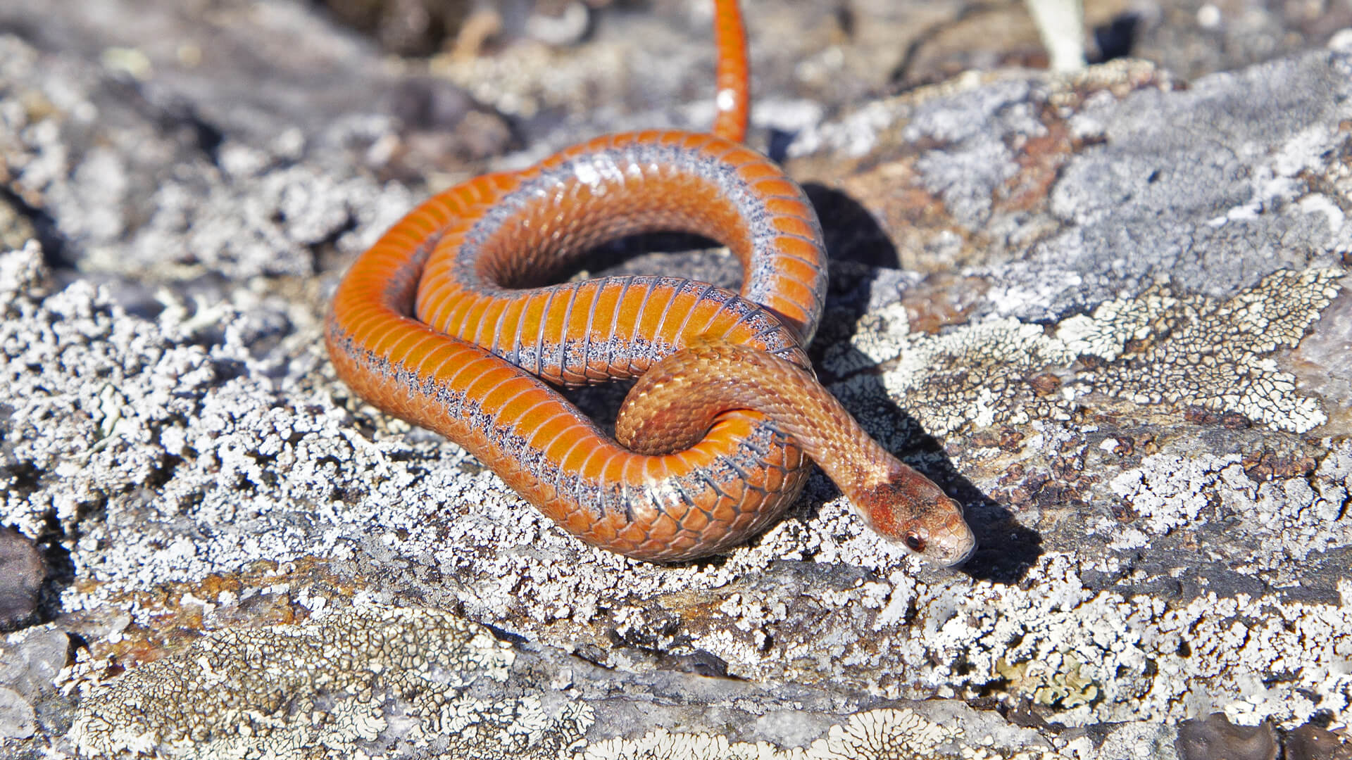 Northern Redbelly Snake