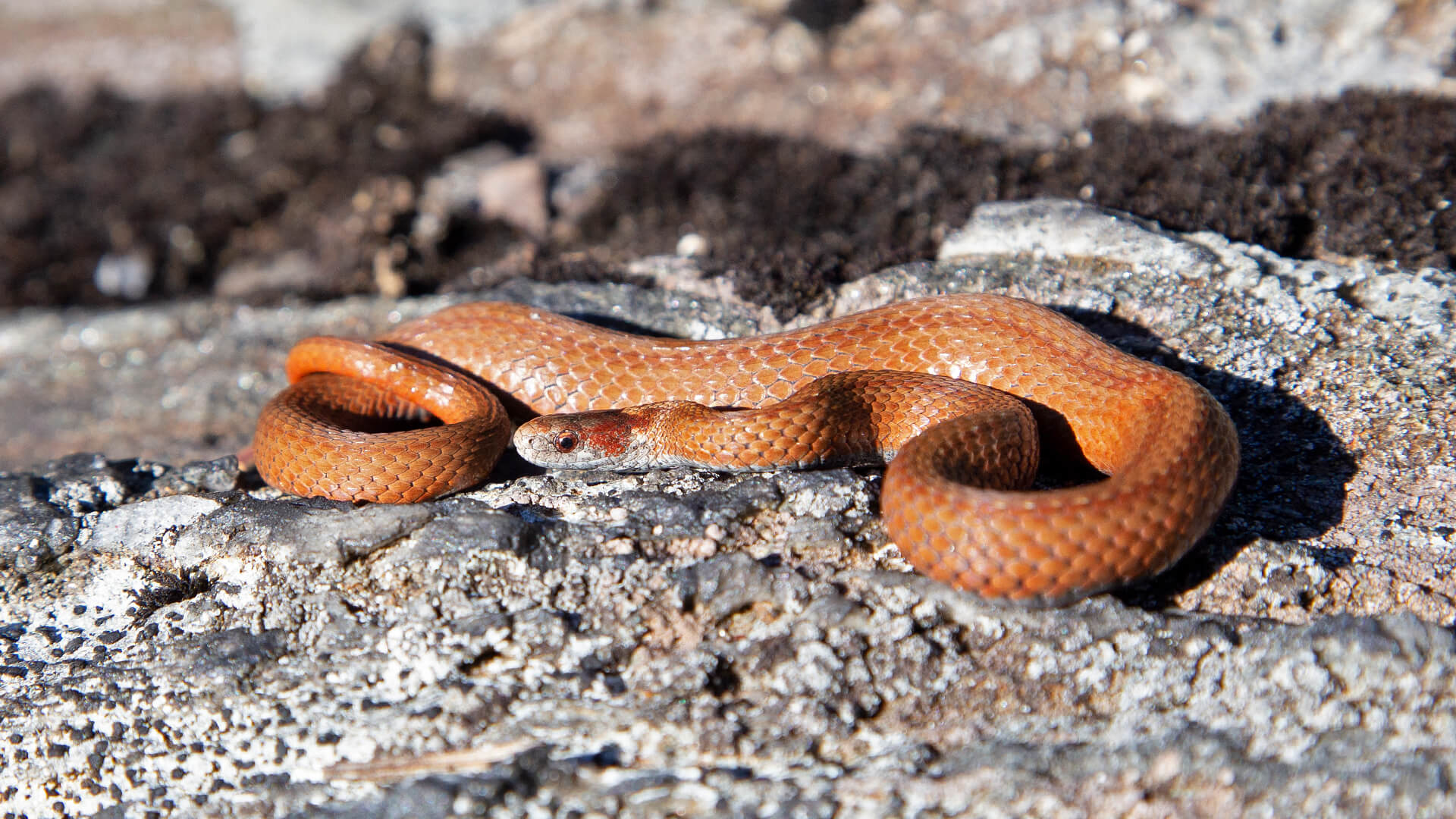 Northern Redbelly Snake
