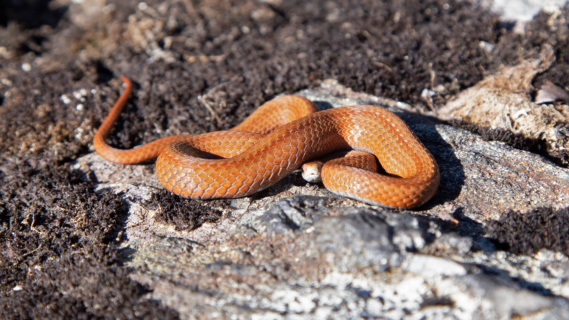 Northern Redbelly Snake