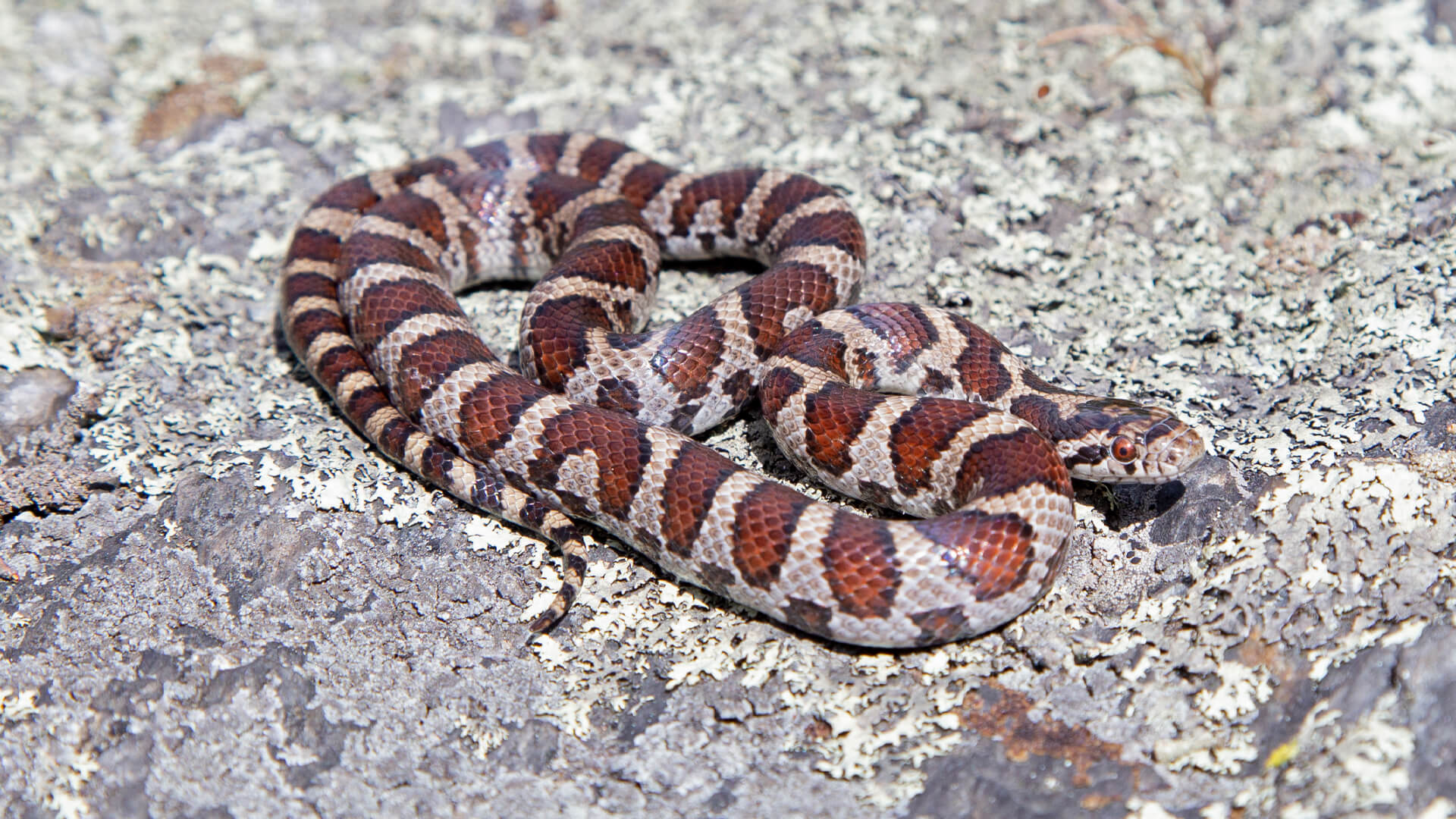 Eastern Milk Snake