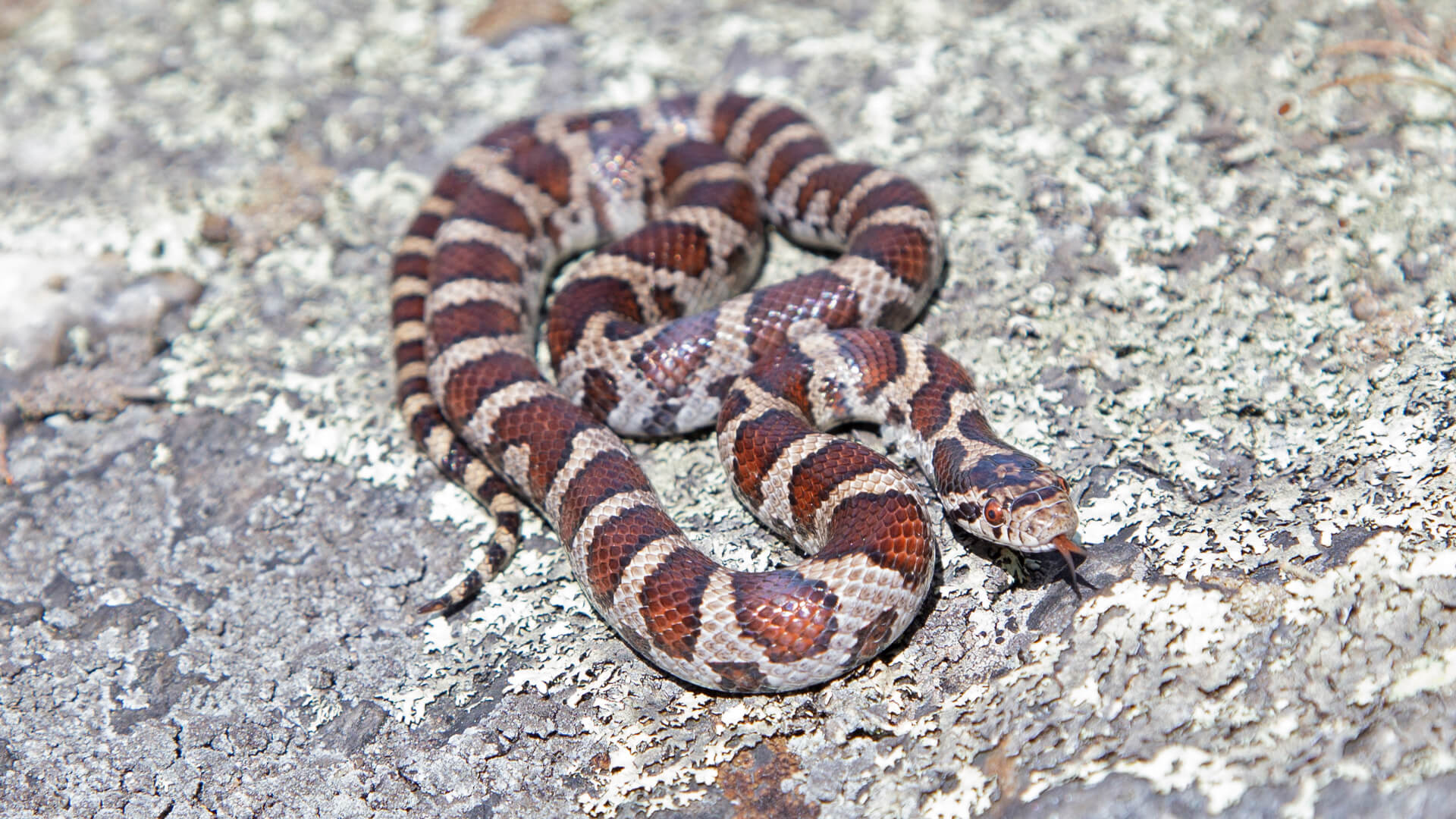 Eastern Milk Snake