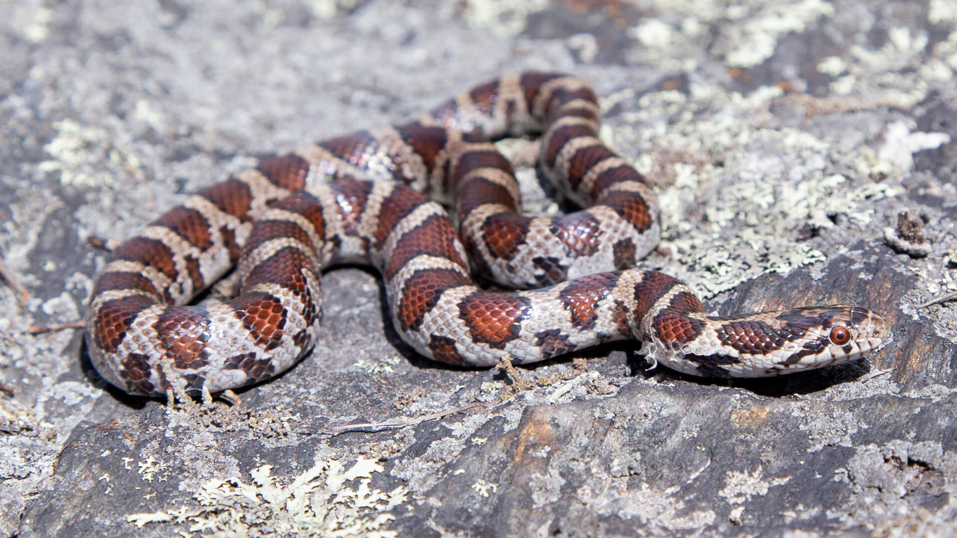 Eastern Milk Snake