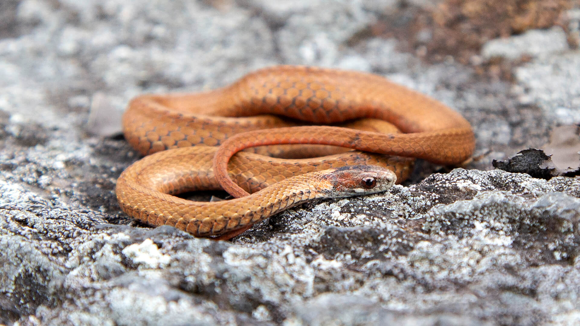 Northern Redbelly Snake