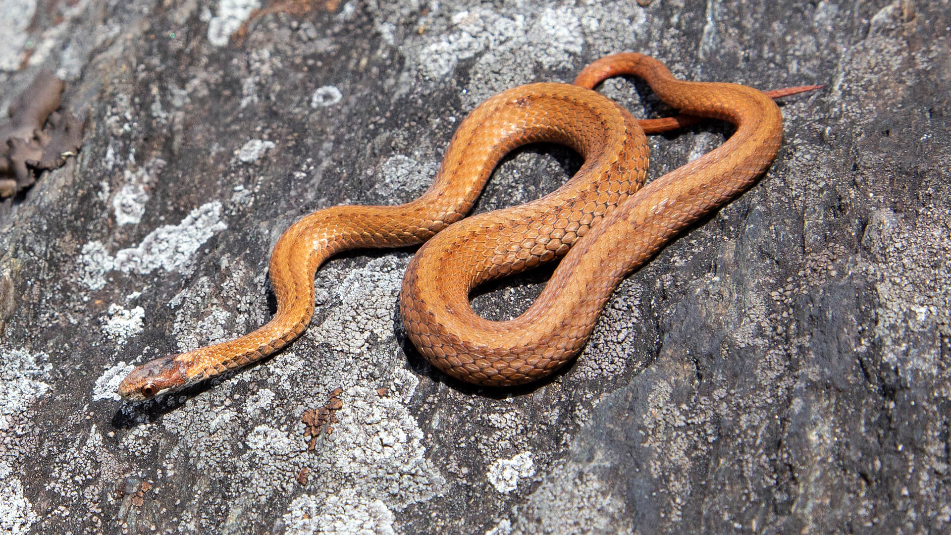 Northern Redbelly Snake