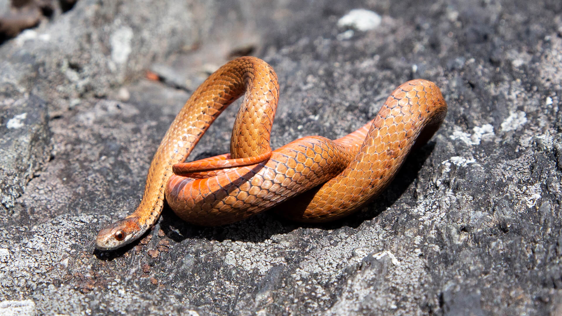 Northern Redbelly Snake