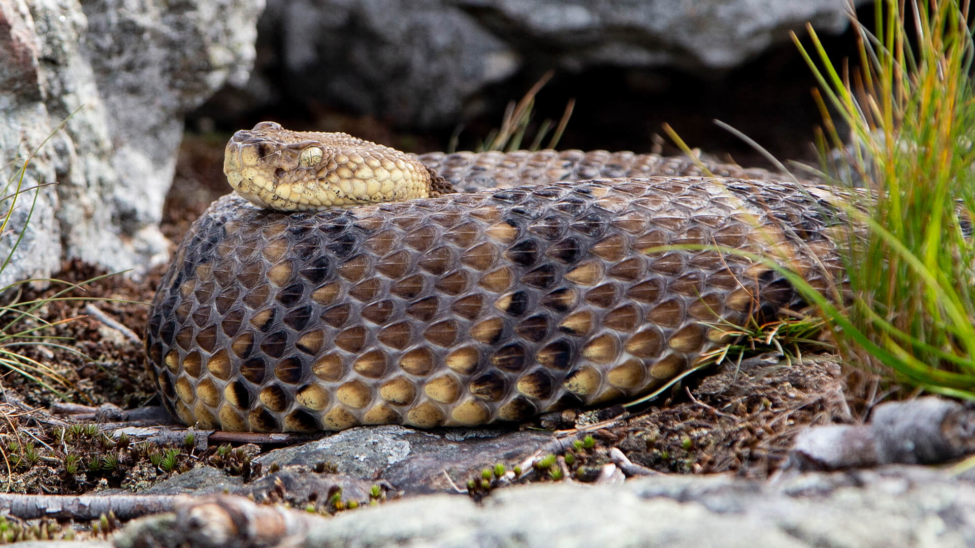 Timber Rattlesnake