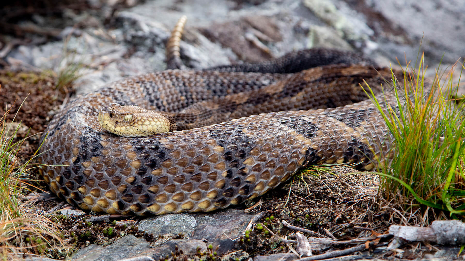 Timber Rattlesnake