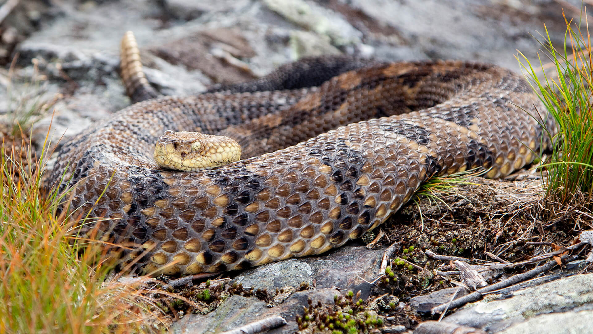 Timber Rattlesnake
