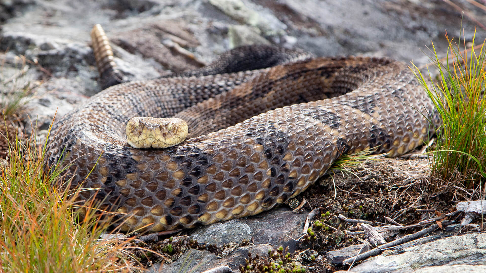 Timber Rattlesnake