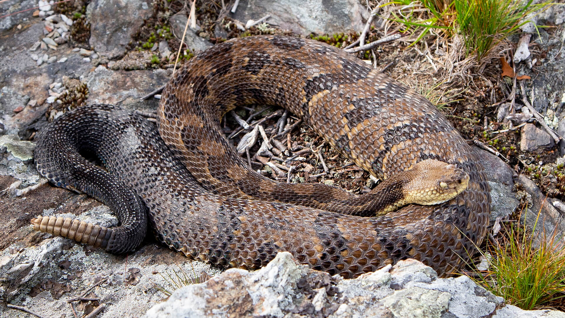 Timber Rattlesnake