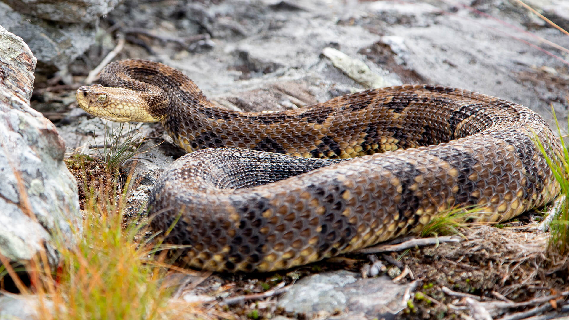 Timber Rattlesnake