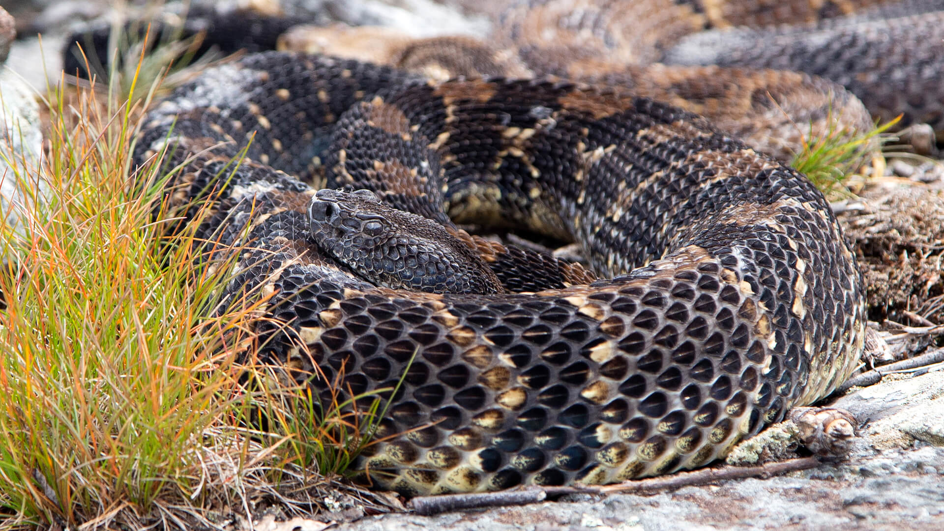 Timber Rattlesnake