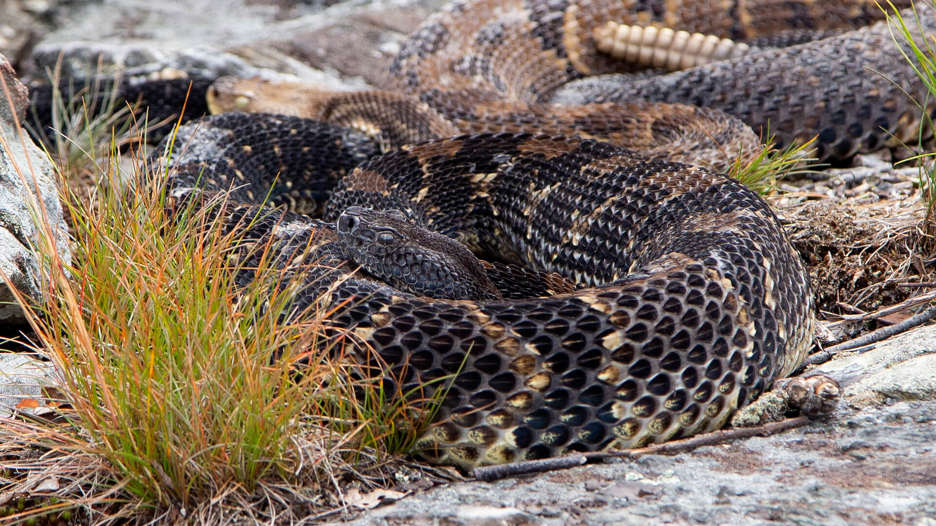 Timber Rattlesnake